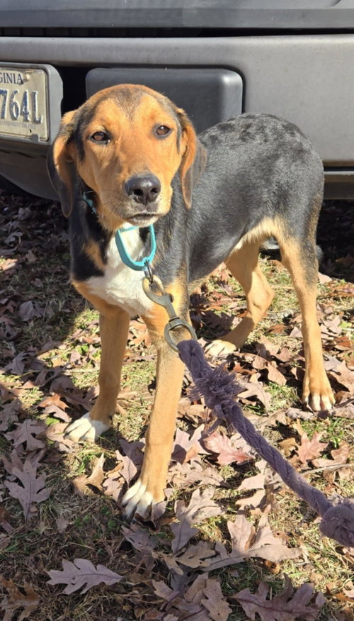 picture of the dog needing adoption
