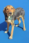 Dmitri: At Shelter