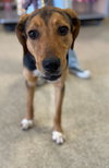 Dmitri: At Shelter