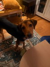 Dmitri: At Shelter