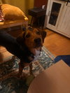 Dmitri: At Shelter