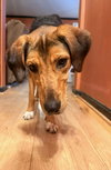 Dmitri: At Shelter