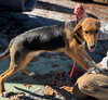 Ivan - At shelter available 11/27