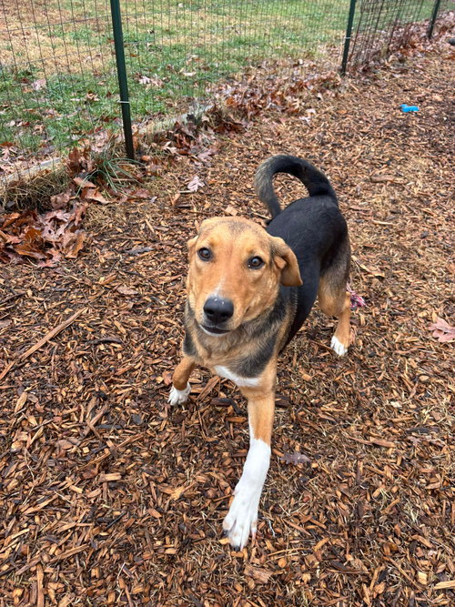 picture of the dog needing adoption