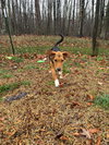Ivan - At shelter available 11/27