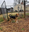 Ivan - At shelter available 11/27