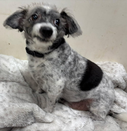 Benny - Not at shelter (Sherrie)