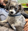 Benny - Not at shelter (Sherrie)