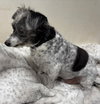 Benny - Not at shelter (Sherrie)