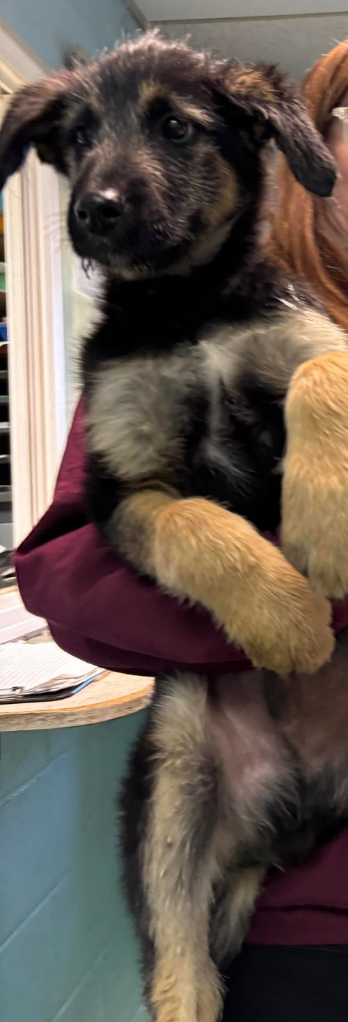 picture of the dog needing adoption