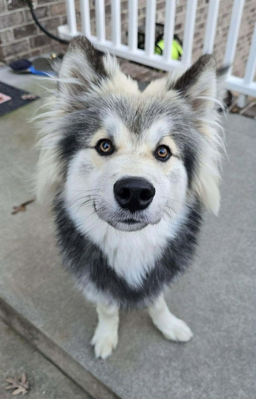 picture of the dog needing adoption