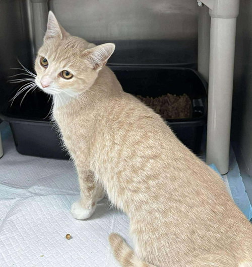 Colonial: not at shelter (Anna Jo)