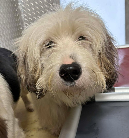 picture of the dog needing adoption