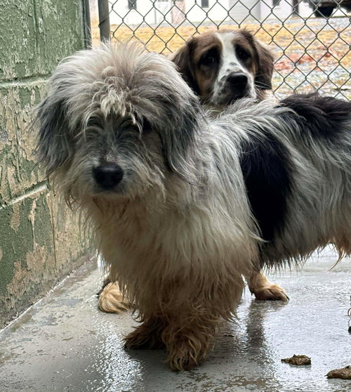 picture of the dog needing adoption