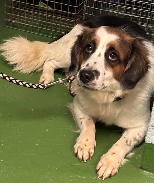 Joey: Not at shelter (Jamie)