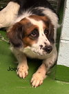 Joey: Not at shelter (Jamie)