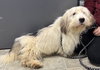 Justin: At the shelter