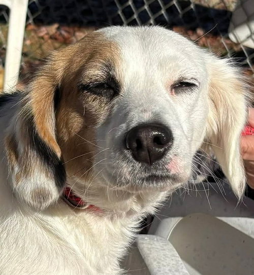 picture of the dog needing adoption