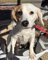 Sally Gump: At shelter