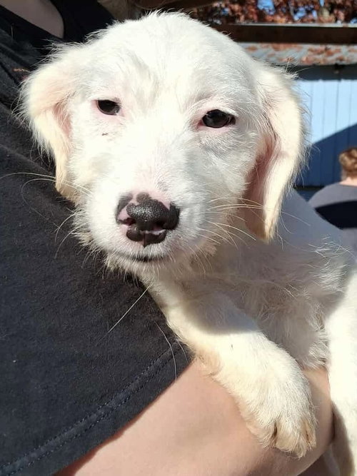 picture of the dog needing adoption