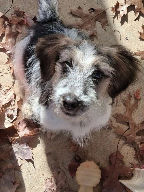 picture of the dog needing adoption