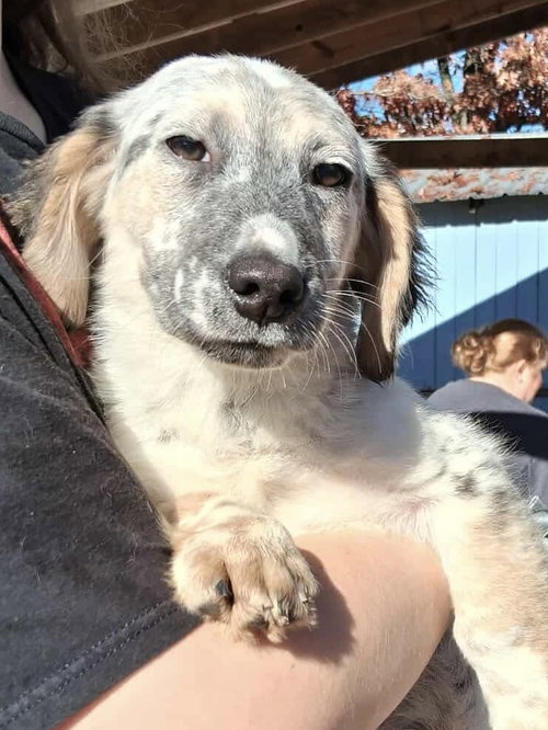 picture of the dog needing adoption