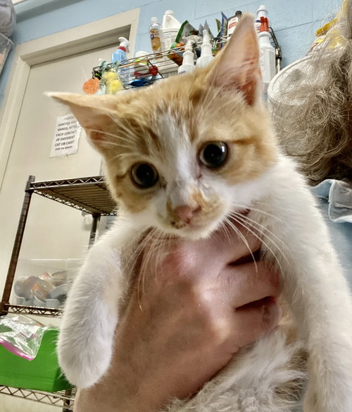picture of the cat needing adoption