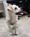 Tinkerbelle: Not at shelter (Cindy)