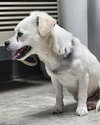 Tinkerbelle: Not at shelter (Cindy)