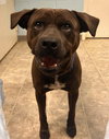 Bear: At shelter