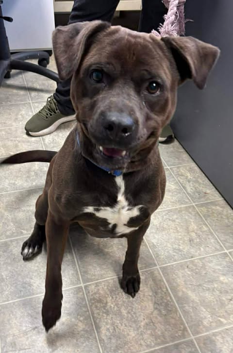 Bear: At shelter