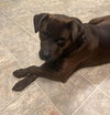 Bear: At shelter