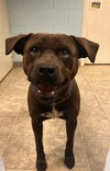 Bear: At shelter