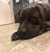 Bear: At shelter