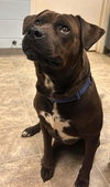 Bear: At shelter