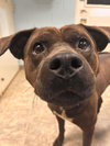 Bear: At shelter