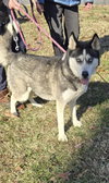 Skye : At the shelter