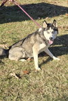 Skye : At the shelter