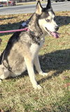 Skye : At the shelter
