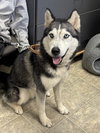 Stitch: At shelter