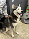 Stitch: At shelter