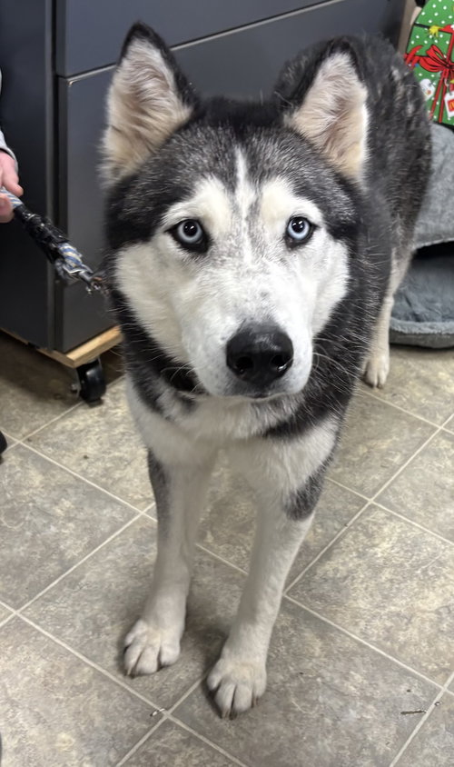 Stitch: At shelter