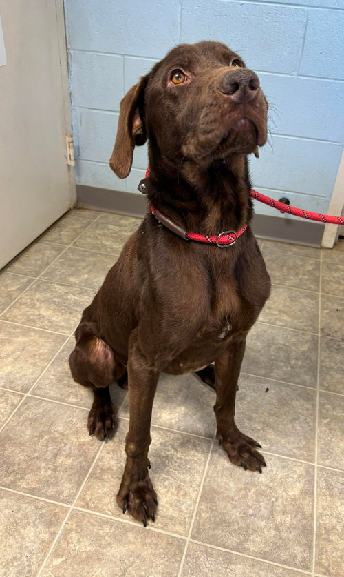 Red Baron: At shelter