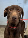 Red Baron: At shelter
