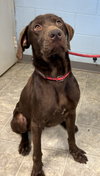 Red Baron: At shelter