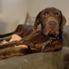 Red Baron: Not At shelter (Joan)