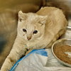 Tam Lin: At shelter