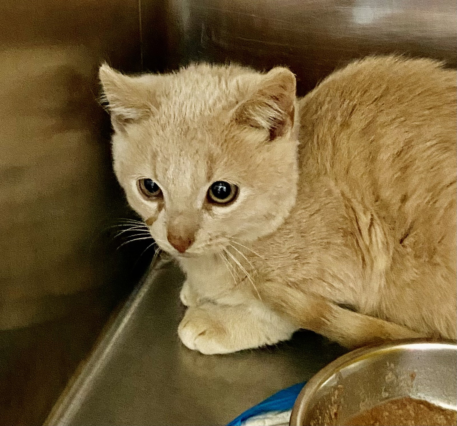 Tam Lin: Not at shelter (Kristy) Image