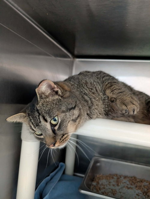 Milo - At shelter