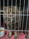 Leo - At shelter